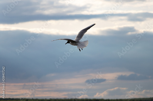 white seagull flying above the water surface