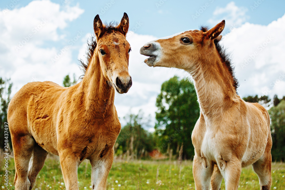 two baby foals are playing on a field two baby foals are playing on a field