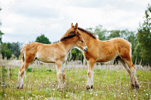 Two foals playing on the pasture. © matilda553