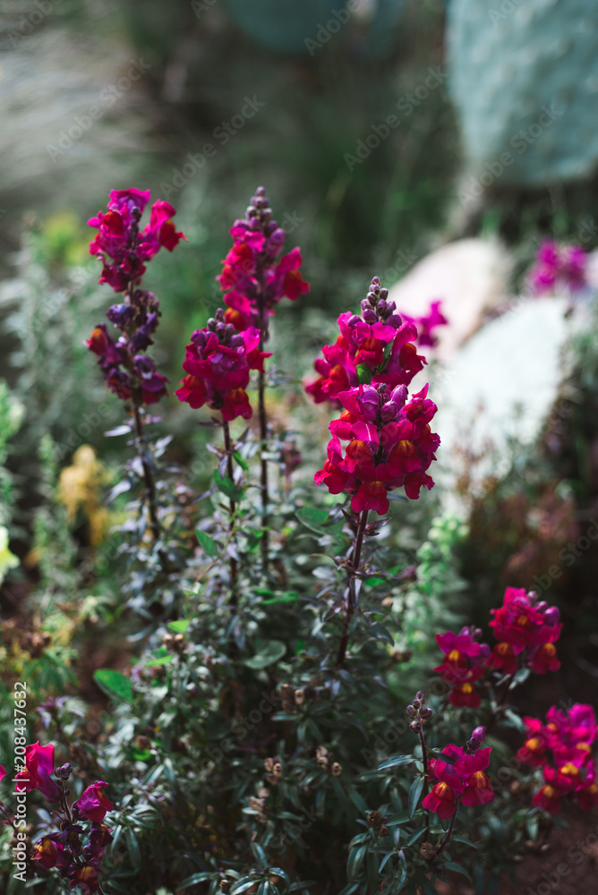 Obraz premium Thin and Tall Red Flowers, Morocco