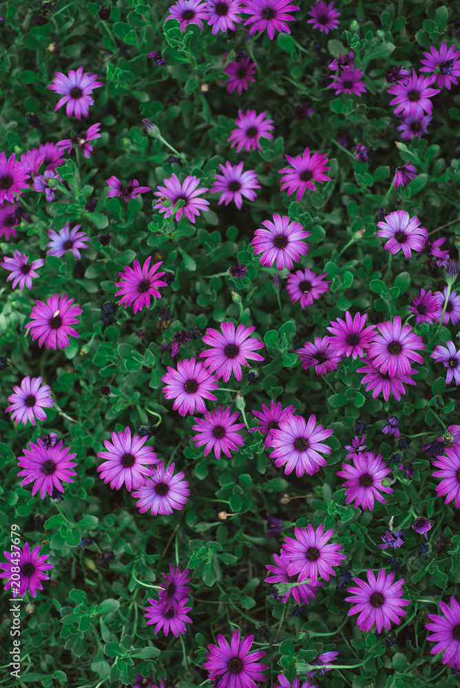 Purple Flowers in Garden, Fez, Morocco Purple Flowers in Garden, Fez, Morocco