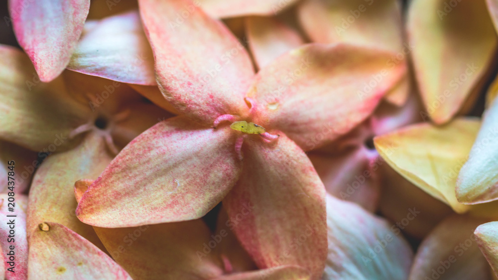 closeup of stack of beautiful flower with soft color. natural background closeup of stack of beautiful flower with soft color. natural background
