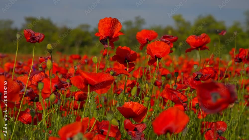 Poppy field. Blooming Poppies. Poppy flowers swaying in the wind at sunset. Poppy field. Blooming Poppies. Poppy flowers swaying in the wind at sunset.