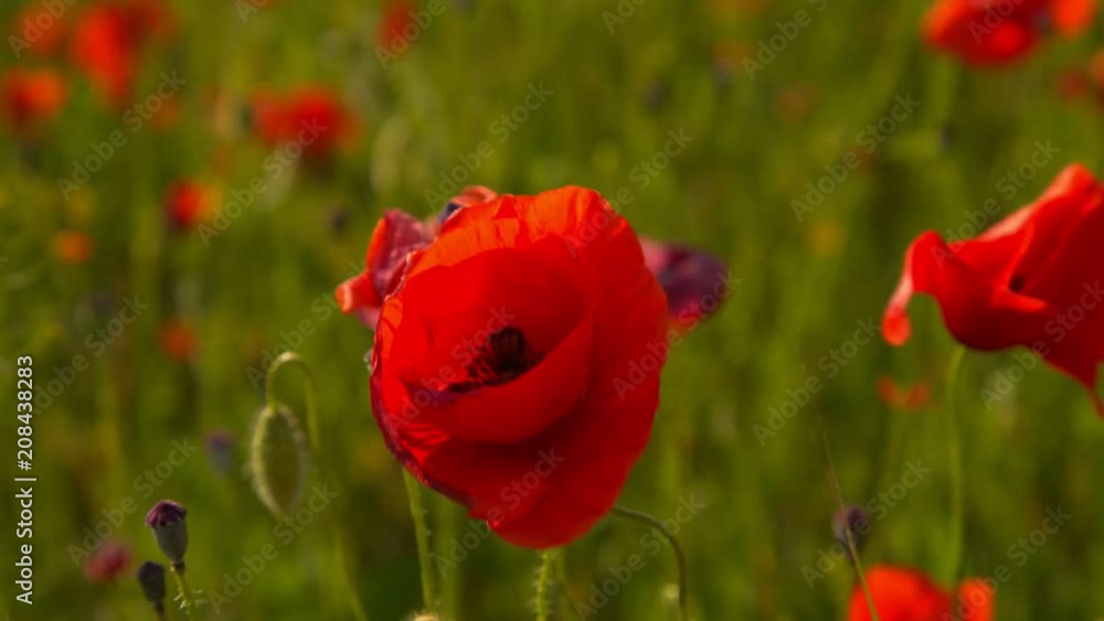 Poppy field. Blooming Poppies. Poppy flowers swaying in the wind at sunset. 