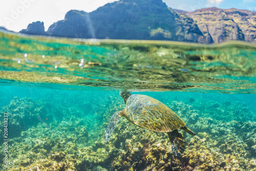 Turtle swimming near the cliffs © Melissa