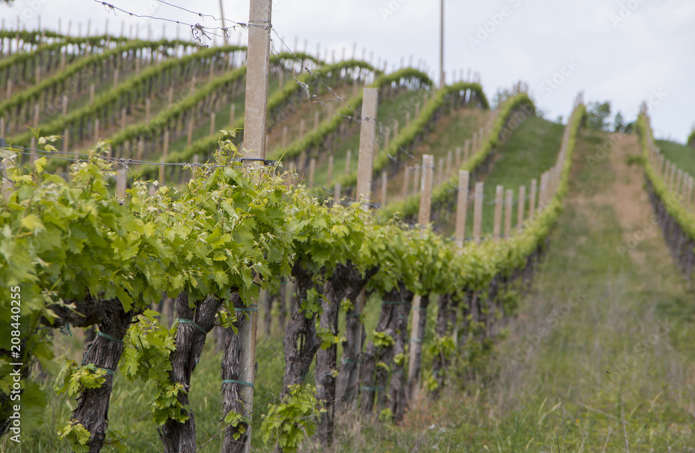 Wine plant Wine plant
