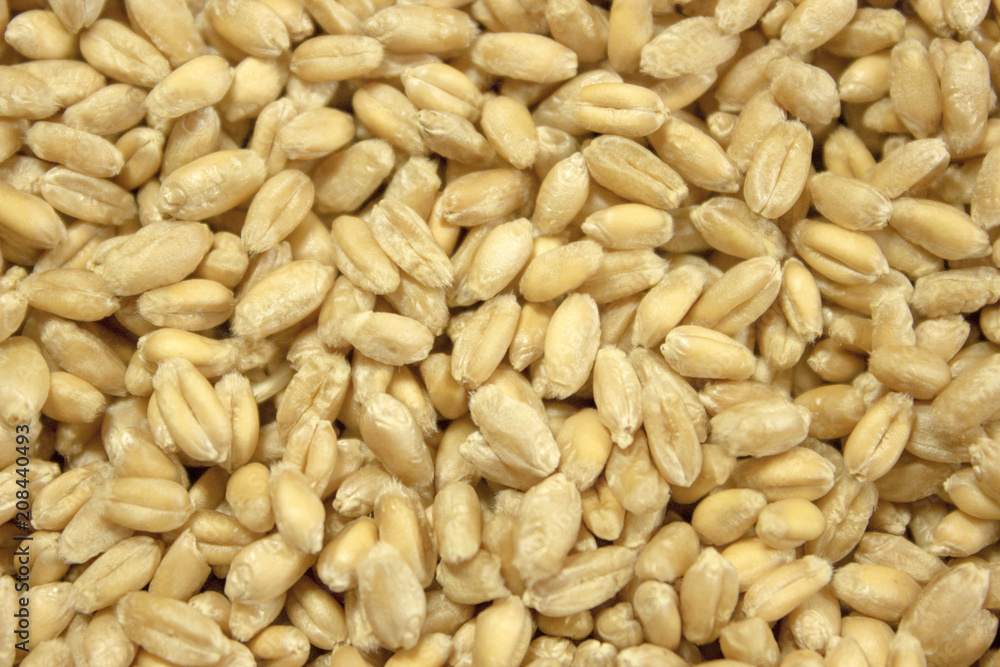 Background of winter wheat kernels.Lots of grain. Background of winter wheat kernels.Lots of grain.