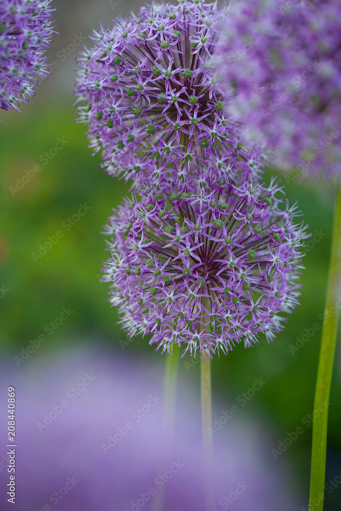 growing alium flowers growing alium flowers