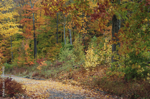 Canvas Print Vibrant fall colors light up New Hampshire's backroads.