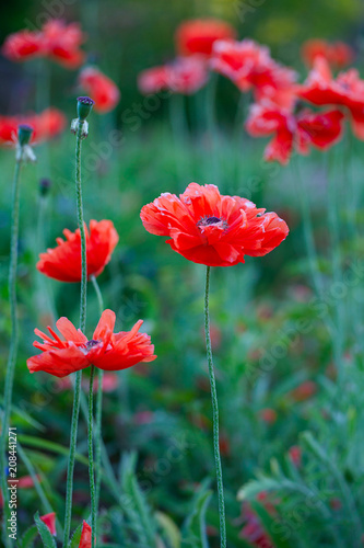 poppy flowers blooming