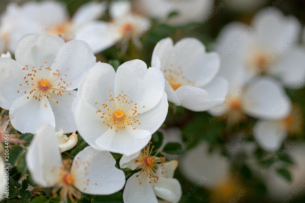 beautiful white rose bush blooming