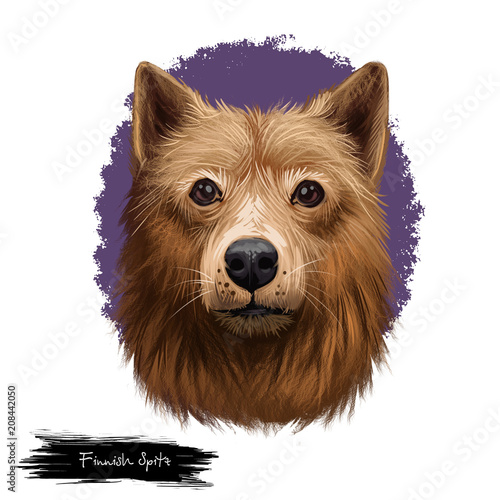 Finnish Spitz, Loulou Finois, Finnish Hunting Dog digital art illustration isolated on white background. Finland origin hunting dog. Cute pet hand drawn portrait. Graphic clipart design for web, print photo