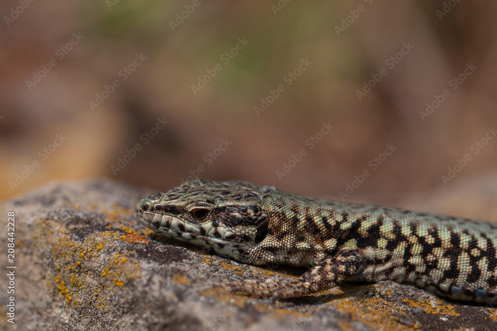 Naklejka premium Mauereidechse