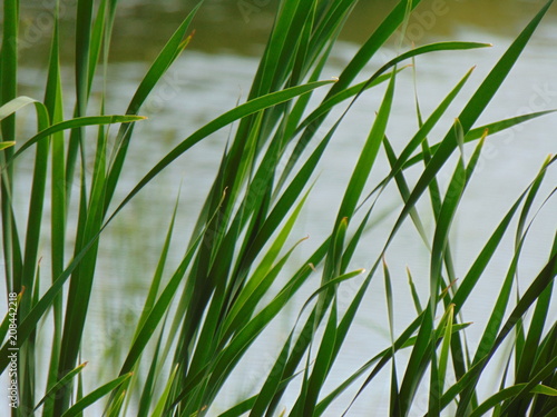 Green reeds on water