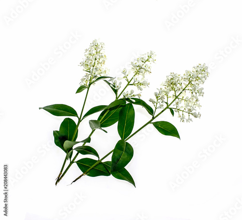 White flowers of ligustrum plant on white background