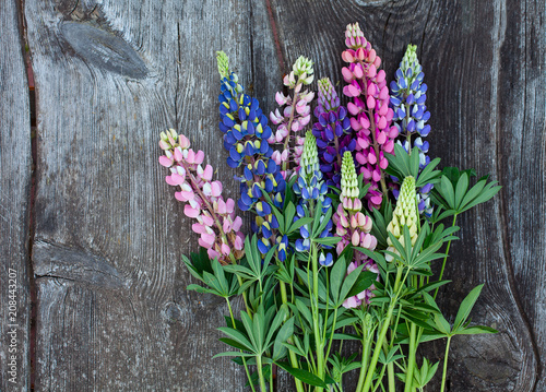 variety of lupin flowers on wooden surface photo