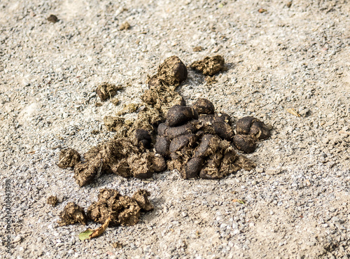 Horse manure on white sand at the racetrack