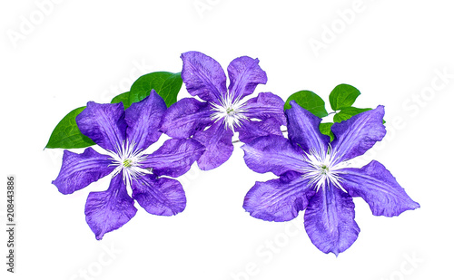 Clematis flowers on white background