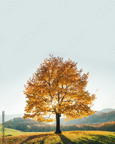 Majestic beech tree with sunny beams at mountain valley. Dramatic colorful evening scene. Carpathians, Ukraine, Europe.