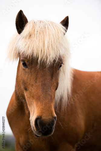 Portrait of icelandic horse with white hair closeup