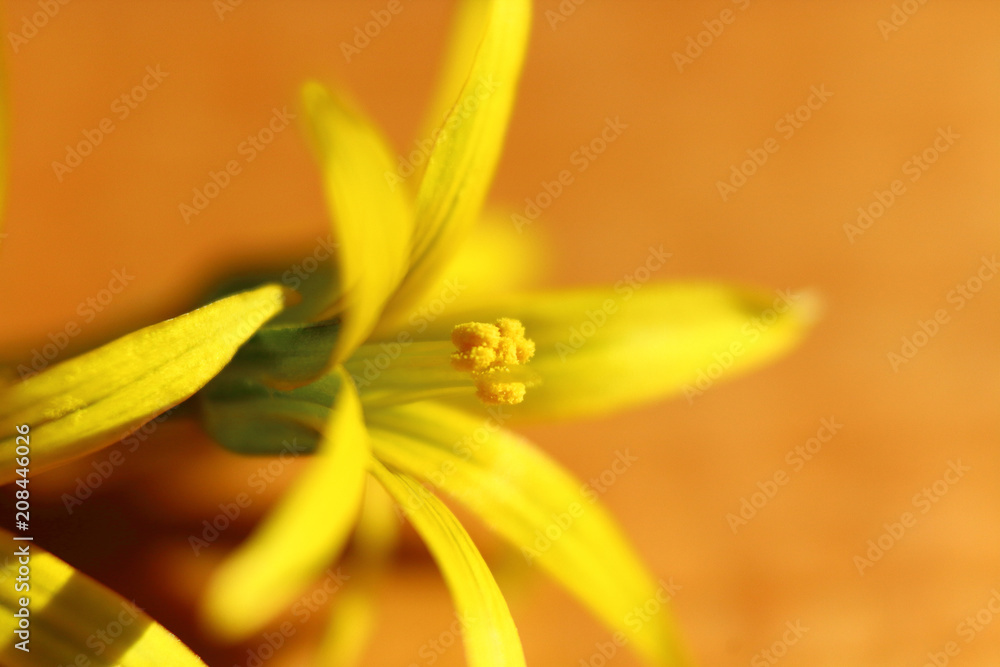 Beautiful yellow flower close-up. Macro photography. Background. Beautiful yellow flower close-up. Macro photography. Background.