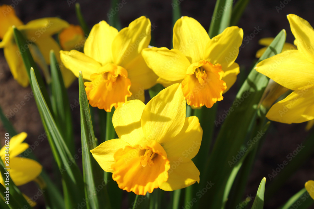 Narcissus growing on the ground in the garden. Close-up. Background. Spring, 2018. Narcissus growing on the ground in the garden. Close-up. Background. Spring, 2018.