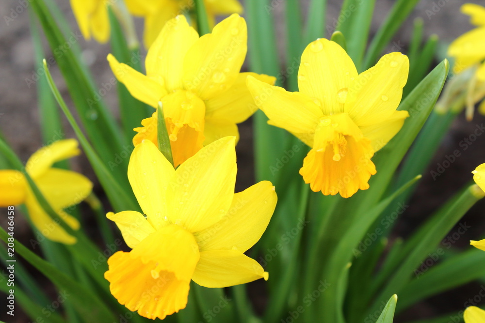 Flowers of daffodils. Close-up. Background. Flowers of daffodils. Close-up. Background.