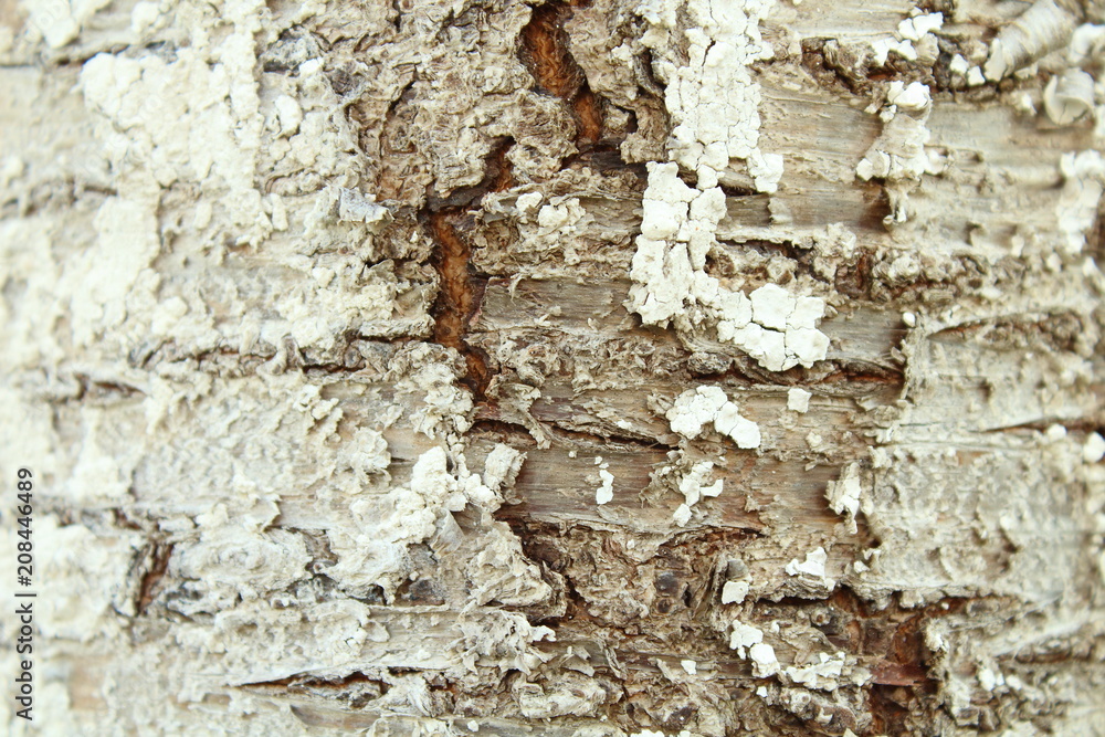 Obraz premium Cherry tree. The bark is close-up. Texture. Background.
