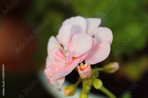 Geranium flower close-up. Background.