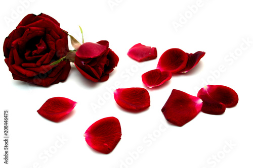 Fototapeta Naklejka Na Ścianę i Meble -  Red roses