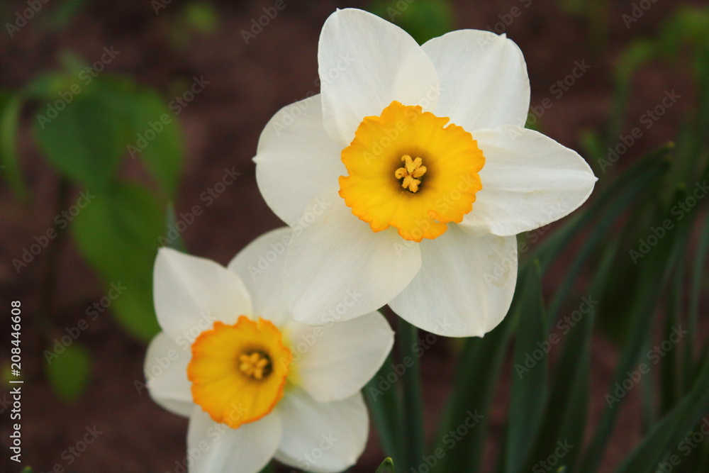 Flowers of daffodils close-up. Background. Flowers of daffodils close-up. Background.