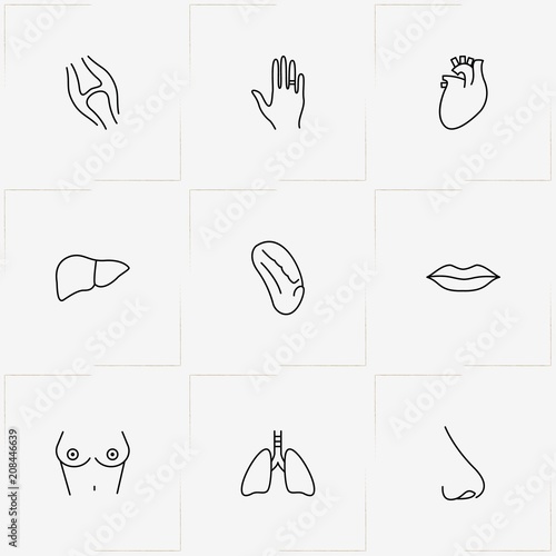 Human Anatomy line icon set with tits, hand and nose