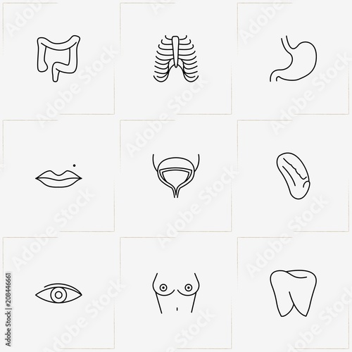 Human Anatomy line icon set with intestins, bladder and spleen