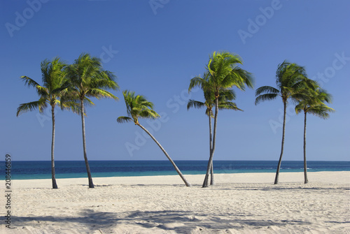Palm Trees with one bending
