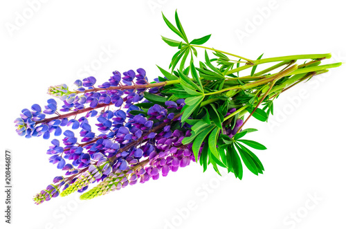 Purple flowers and green lupine leaves