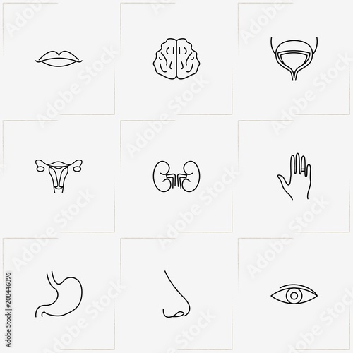 Human Anatomy line icon set with stomach , bladder and lips