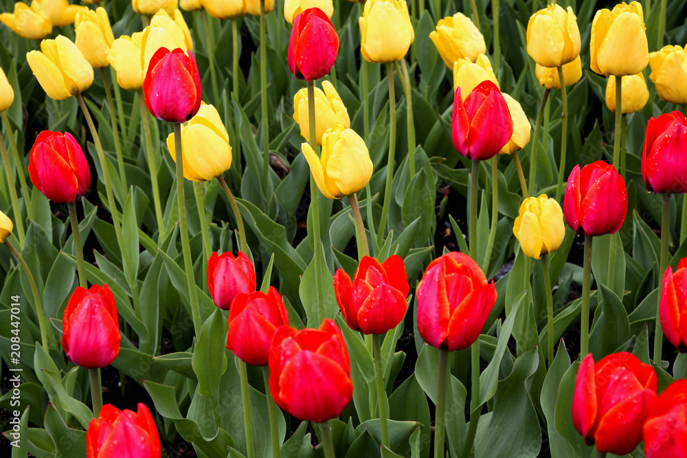 Red and Yellow Tulips Red and Yellow Tulips