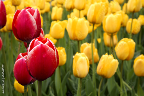 Spring tulips with color