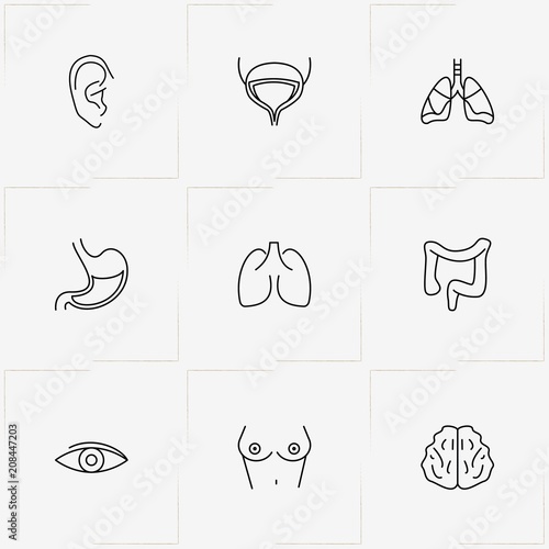 Human Anatomy line icon set with bladder, tits and lungs