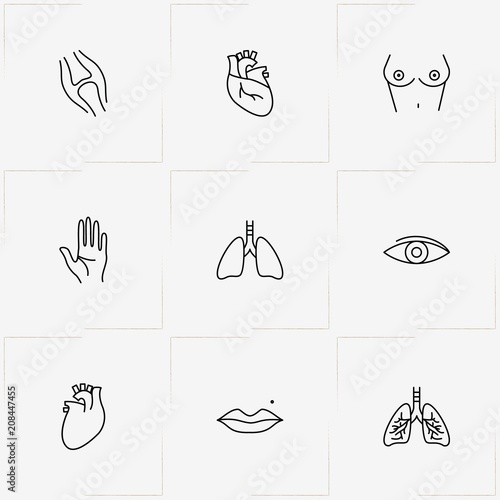 Human Anatomy line icon set with eye, tits and joint