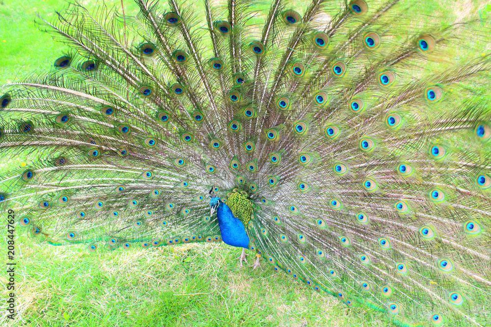 Obraz premium A beautiful peacock with an opening tail. Close-up. Background.