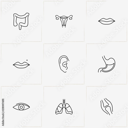 Human Anatomy line icon set with female sex organ , ear and lips