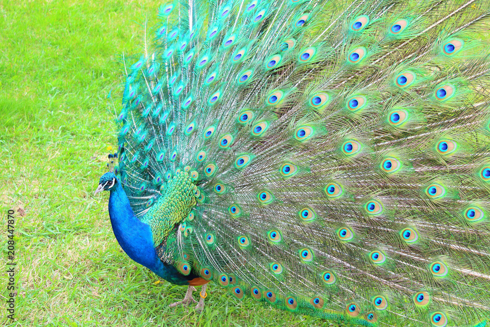 Obraz premium A beautiful peacock with an opening tail. Close-up. Background.