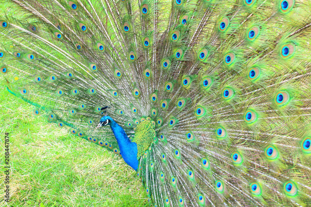 Obraz premium A beautiful peacock with an opening tail. Close-up. Background.