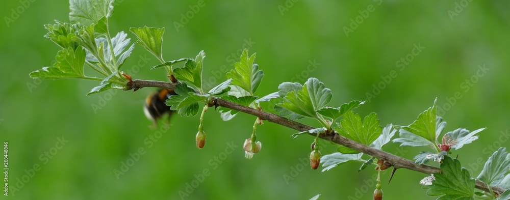 Stachelbeere Pflanze Biene