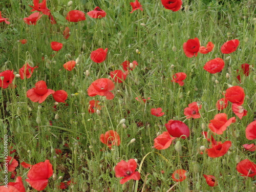 Wild poppies in a field