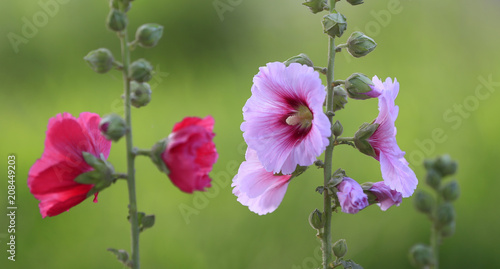 hollyhock flowers in the garden