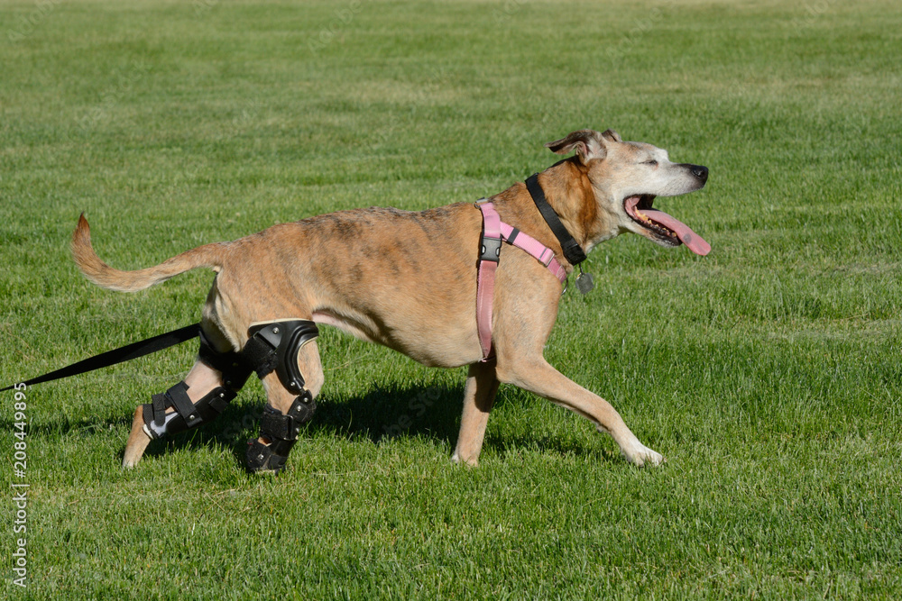 Happy active dog with two orthotic braces from CCL injuries excited to be out walking in field of grass