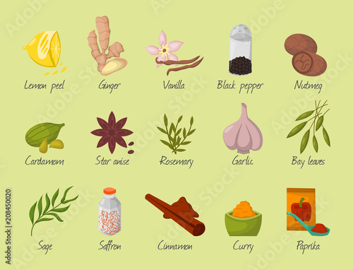 Spices condiments and seasoning food herbs decorative healthy organic relish flavouring vegetable vector illustration.