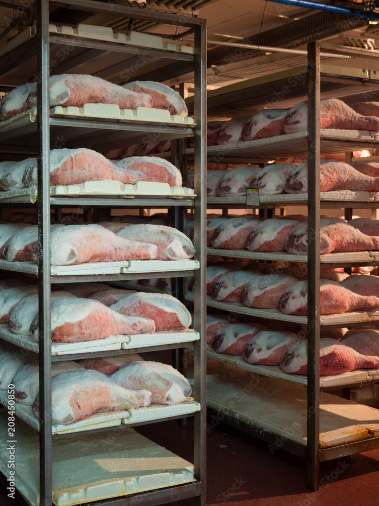 Raw ham during the salting process inside a refrigeration cell. Raw ham during the salting process inside a refrigeration cell.